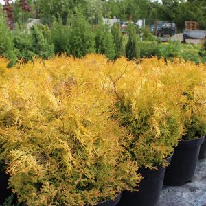 Thuja occ. Rheingold