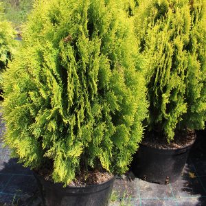 Thuja occ. Berkmanii
