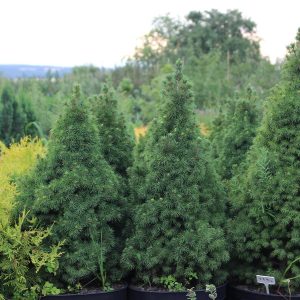 Picea glauca conica