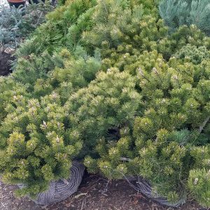 https://www.okrasneskolky.sk/wp-content/uploads/2020/02/ihličnany-pinus-mugo-pumilio-300x300.jpg