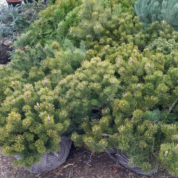Pinus mugo pumilio