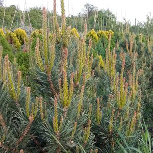 https://www.okrasneskolky.sk/wp-content/uploads/2020/02/ihličnany-pinus-sylvestris-watereri-300x300.jpg
